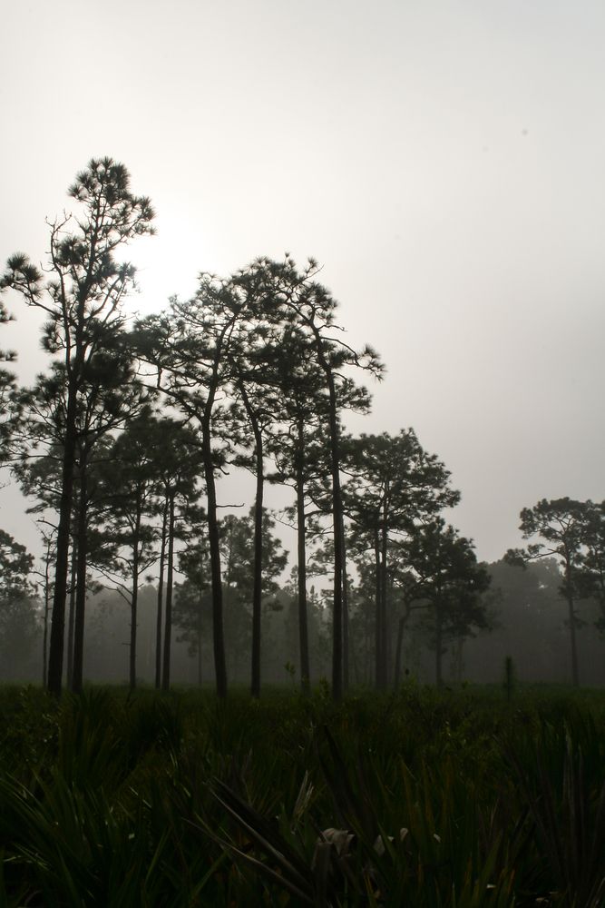 View of Jay B. Starkey Wilderness Park