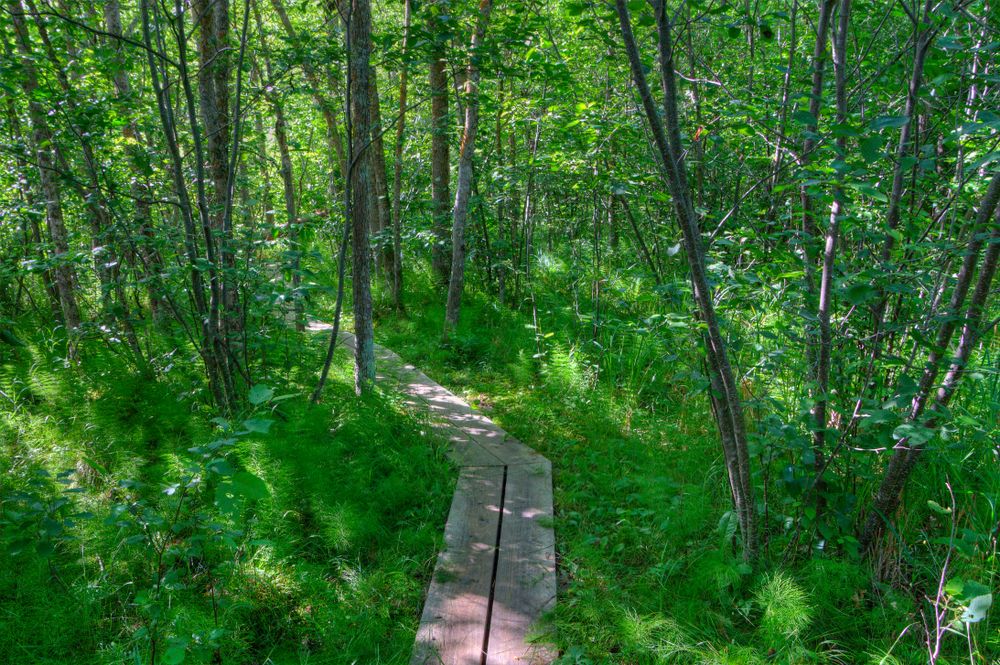 Boardwalk at Lake Bemidji State Park