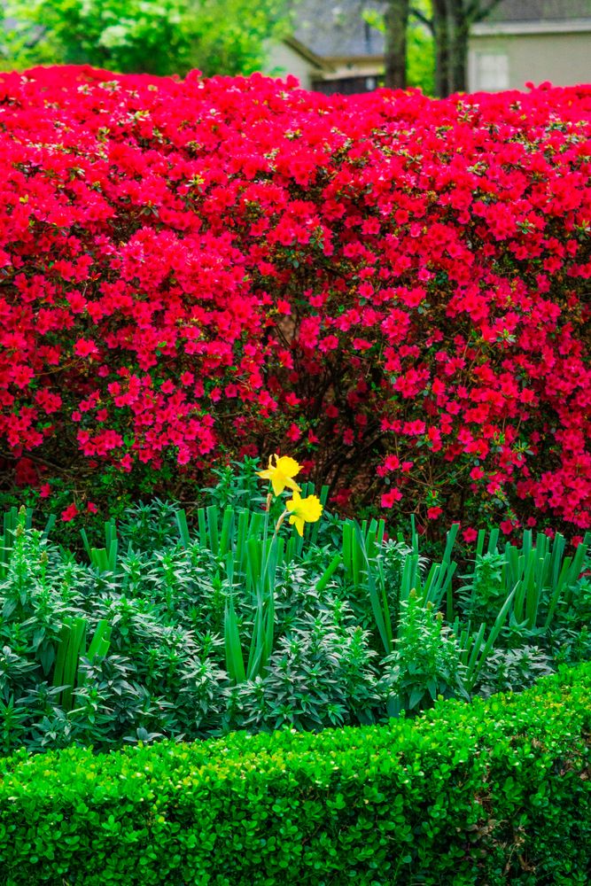 Vibrant flowers at Tyler Azalea Trails