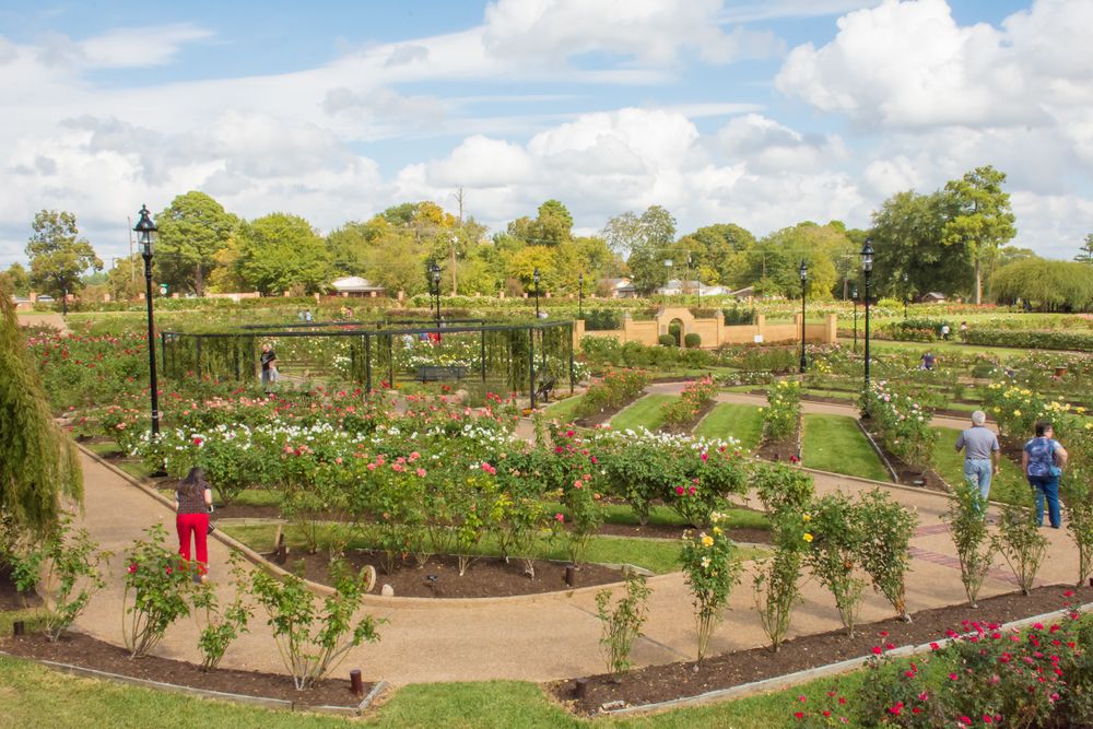 Daytime view of Tyler Rose Garden