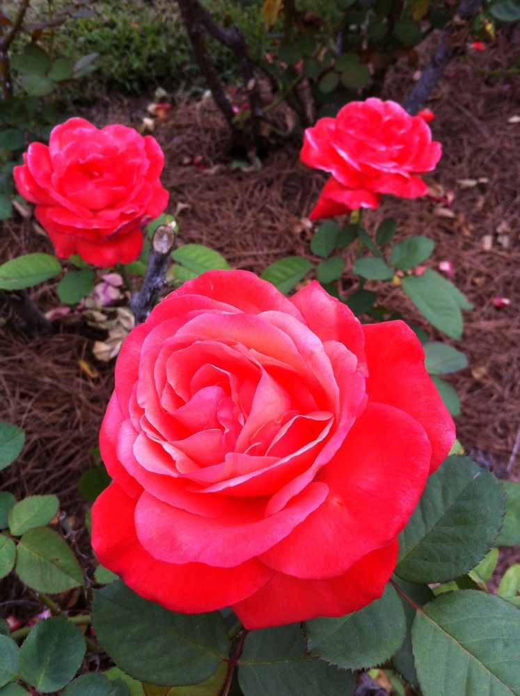 Close view of a rose at Tyler Rose Garden