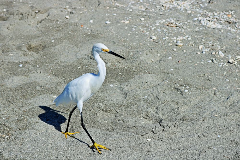 View of a Bird at Turner Beach