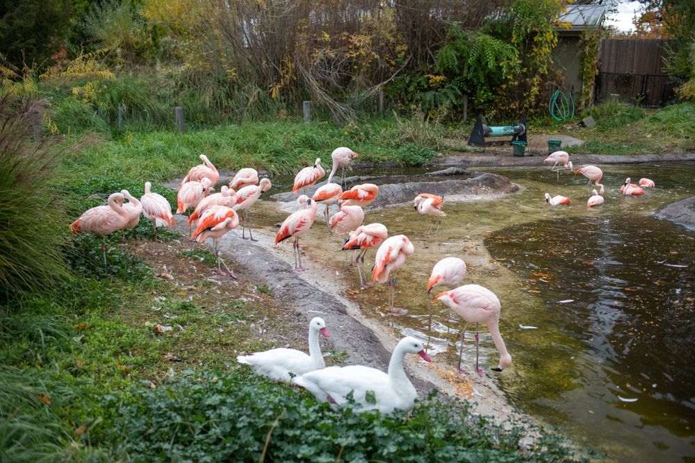 Flamingos at Tracy Aviary