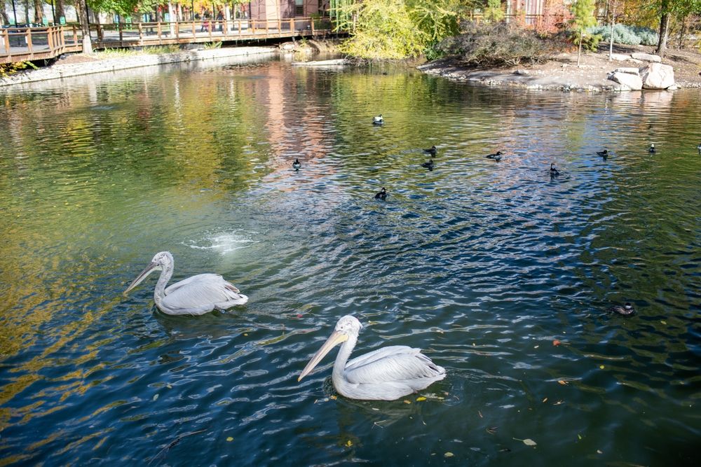 Birds at Tracy Aviary