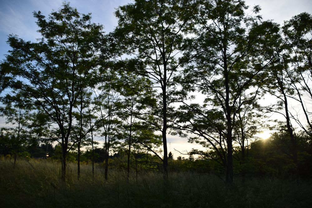 Tall trees at Fort Steilacoom Park
