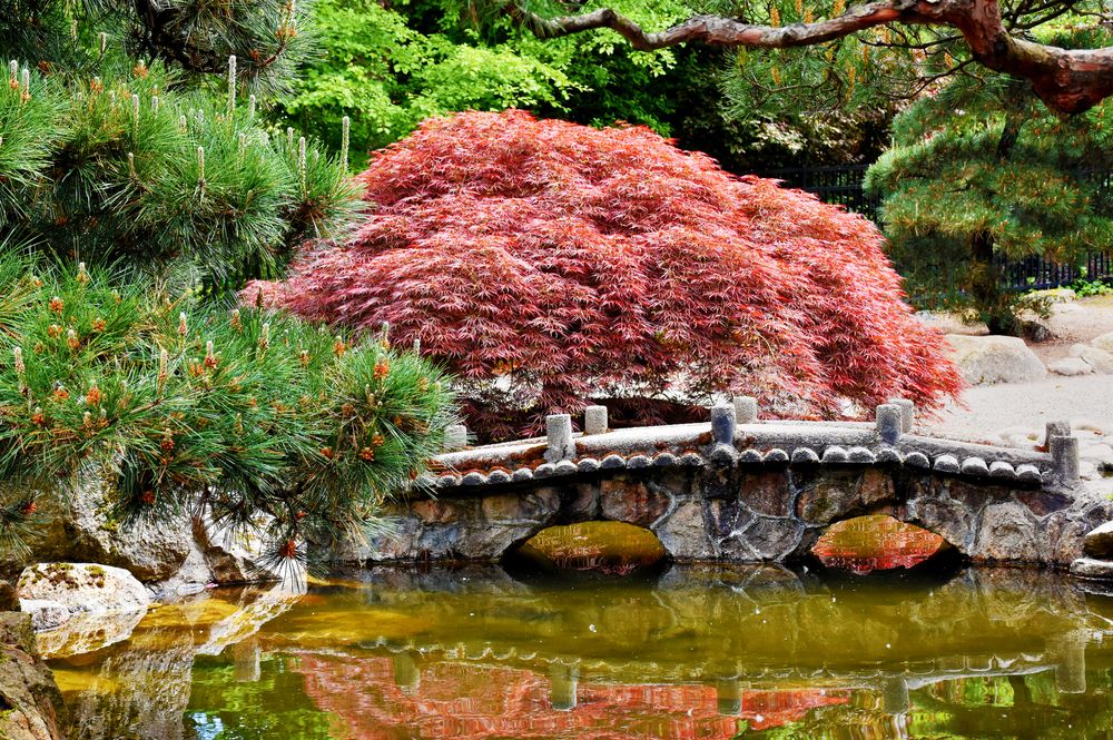 A little bridge at Highline SeaTac Botanical Garden