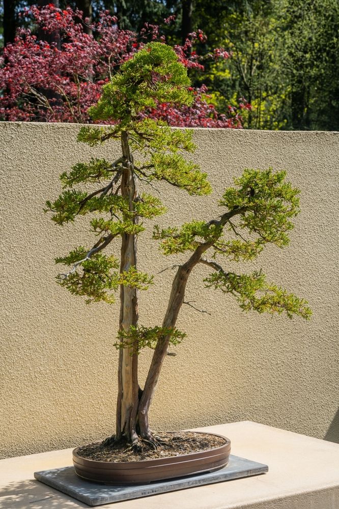A bonsai tree at Pacific Bonsai Museum