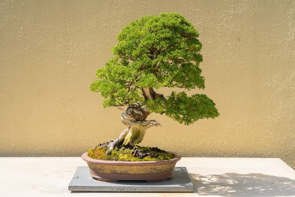 Lone bonsai tree at Pacific Bonsai Museum