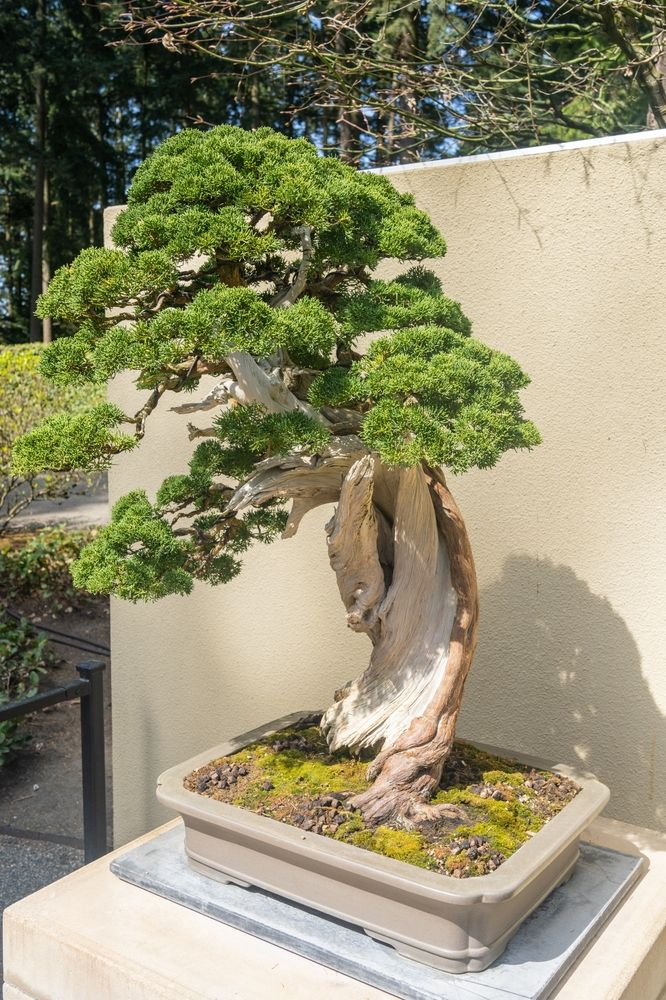 Bonsai tree with thick branches at Pacific Bonsai Museum