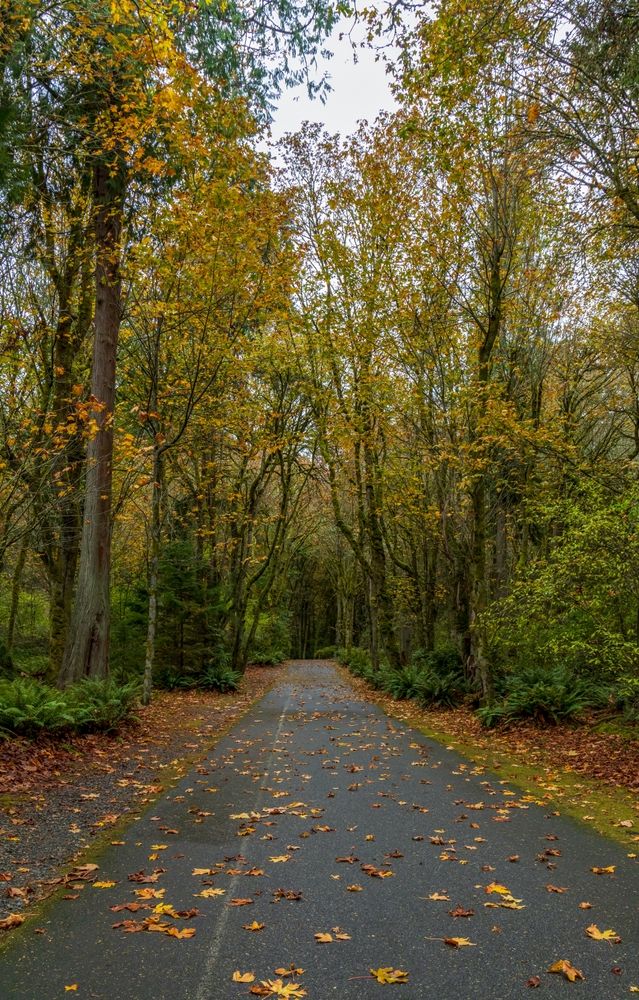 Hiking trail at Point Defiance Park