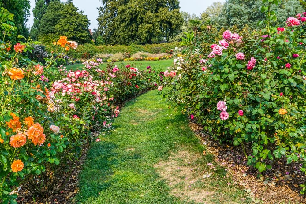 Rose garden at Point Defiance Park