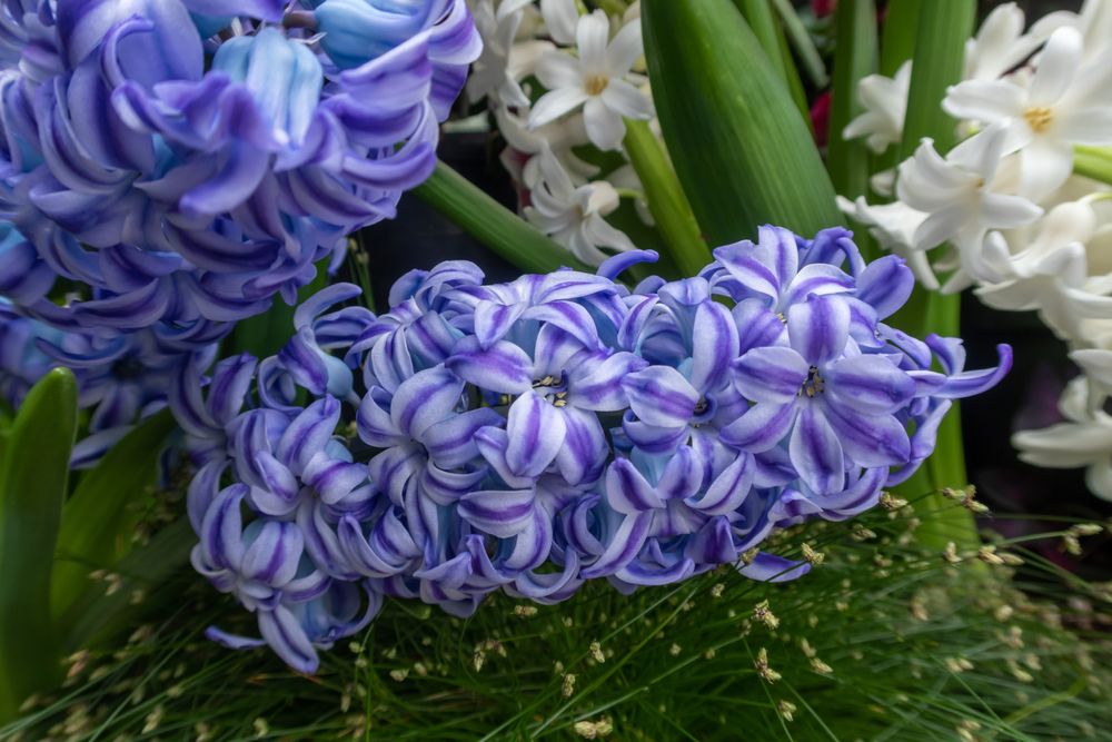 Purple flowers in W.W. Seymour Botanical Conservatory