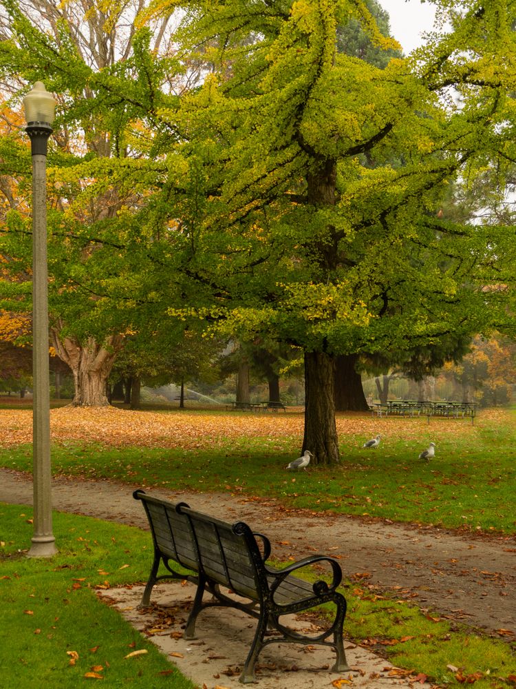 Scenic view of Wright Park