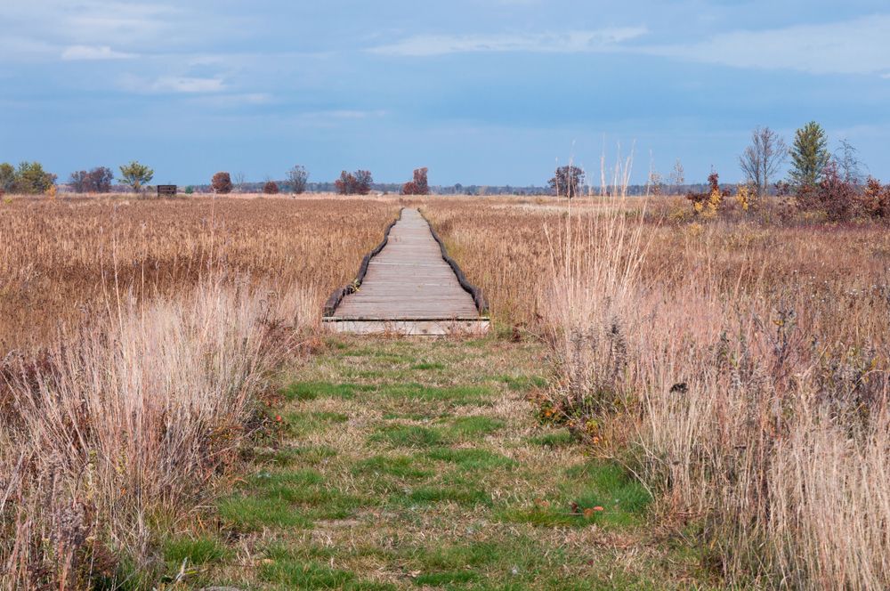 Boardwalk through Necedah National Wildlife Refuge's meadow