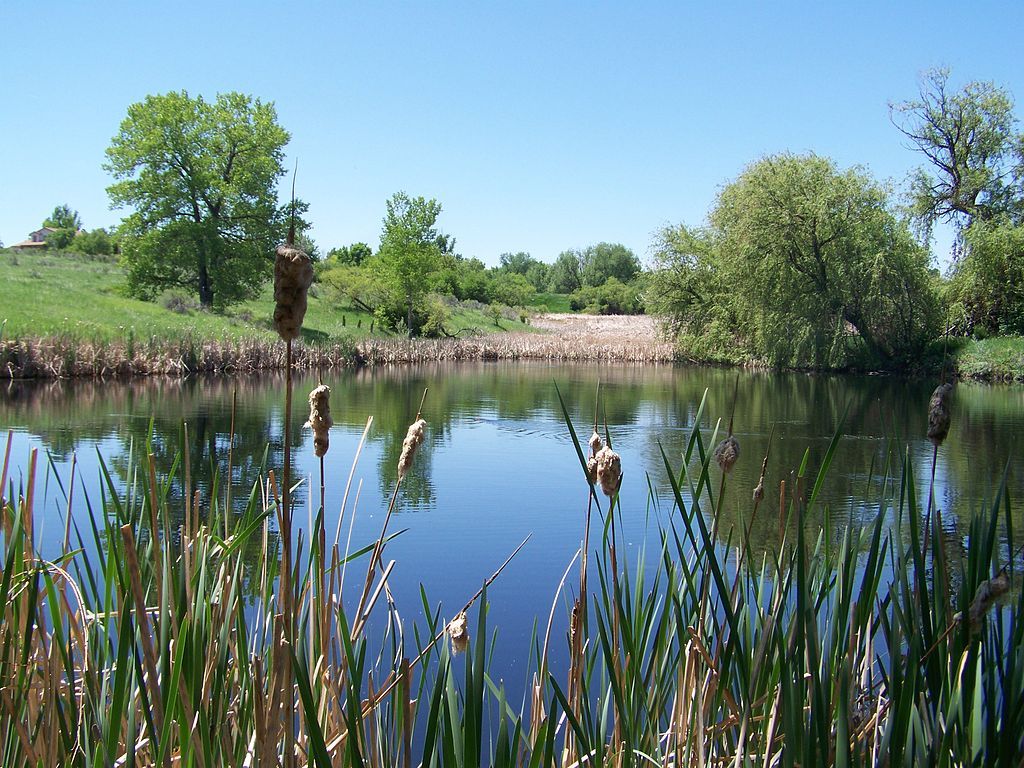 A pond surrounded by trees and grass at Two Ponds National Wildlife Refuge