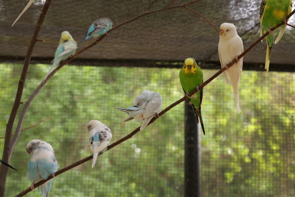 Parakeets at Caldwell Zoo