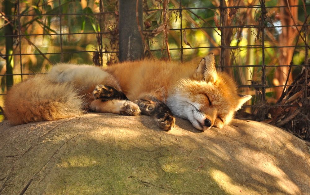A cute fox sleeping on a rock at Caldwell Zoo