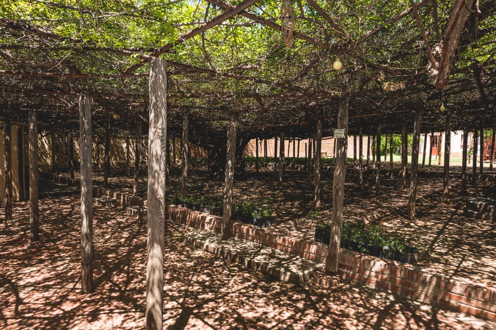 View from under the World's Largest Rose Tree