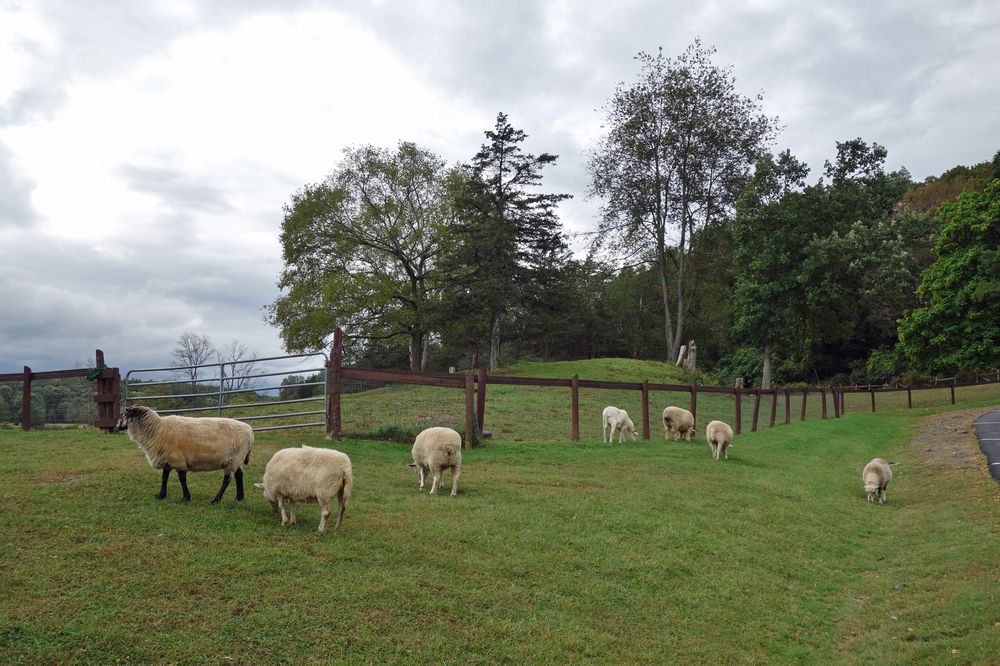 Sheep at Catskill Animal Sanctuary