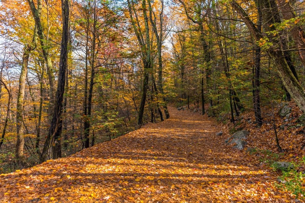 Trail with foliage at Minnewaska State Park Preserve
