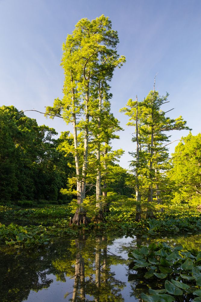 Bald cypress trees at Reelfoot Lake State Park