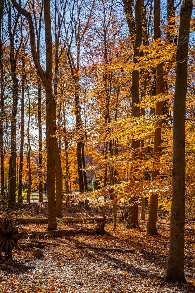 Nature trail at South Mountain Reservation