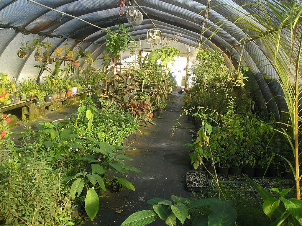 Flora at USF Botanical Gardens