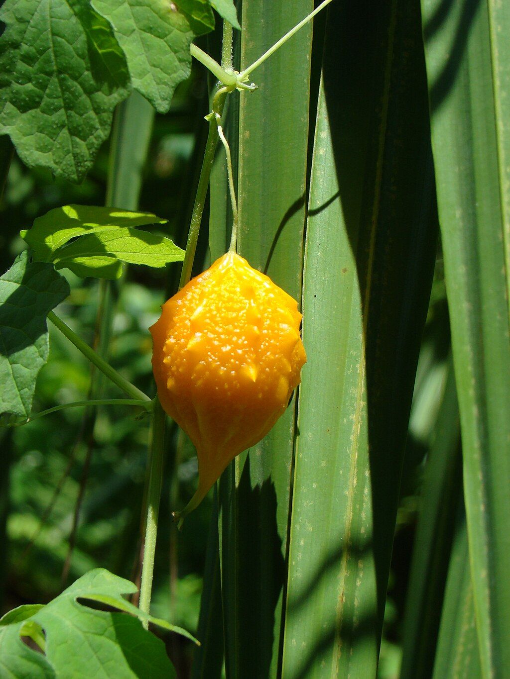 A fruit at USF Botanical Gardens