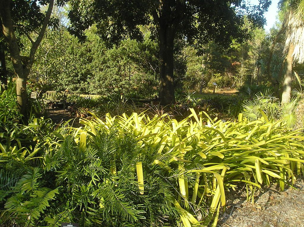 Plants at USF Botanical Gardens