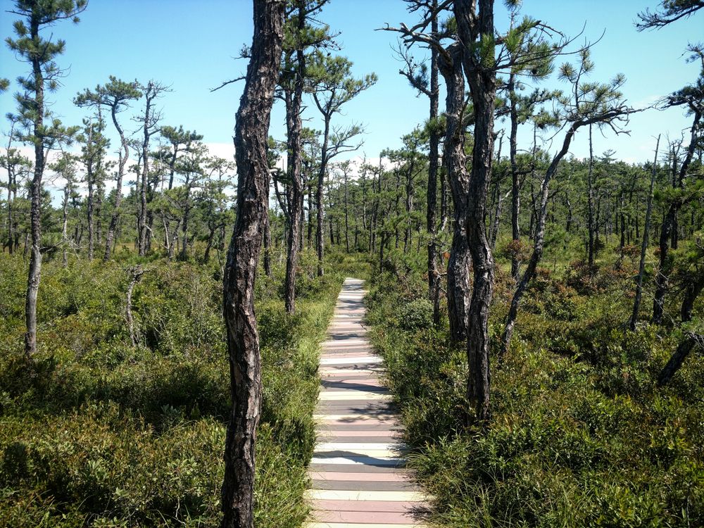 Trail of Saco Heath Preserve