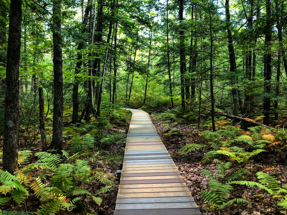 Boardwalk at Saco Heath Preserve