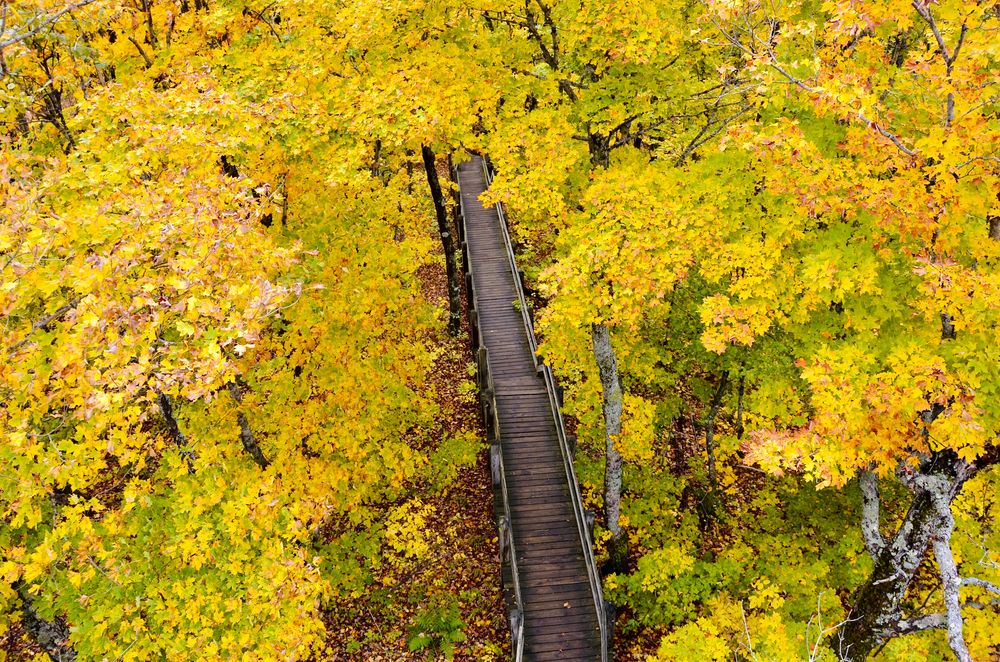Aerial view of a boardwalk at Porcupine Mountains