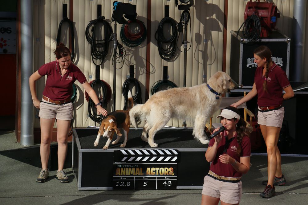 Dogs at Animal Actors Show