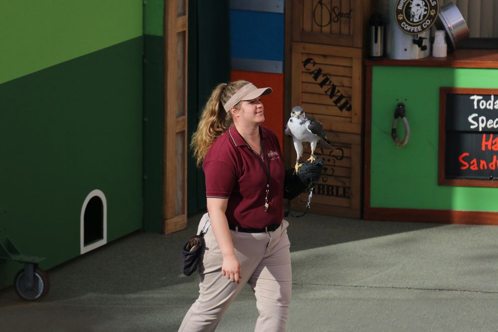 A bird at Animal Actors Show