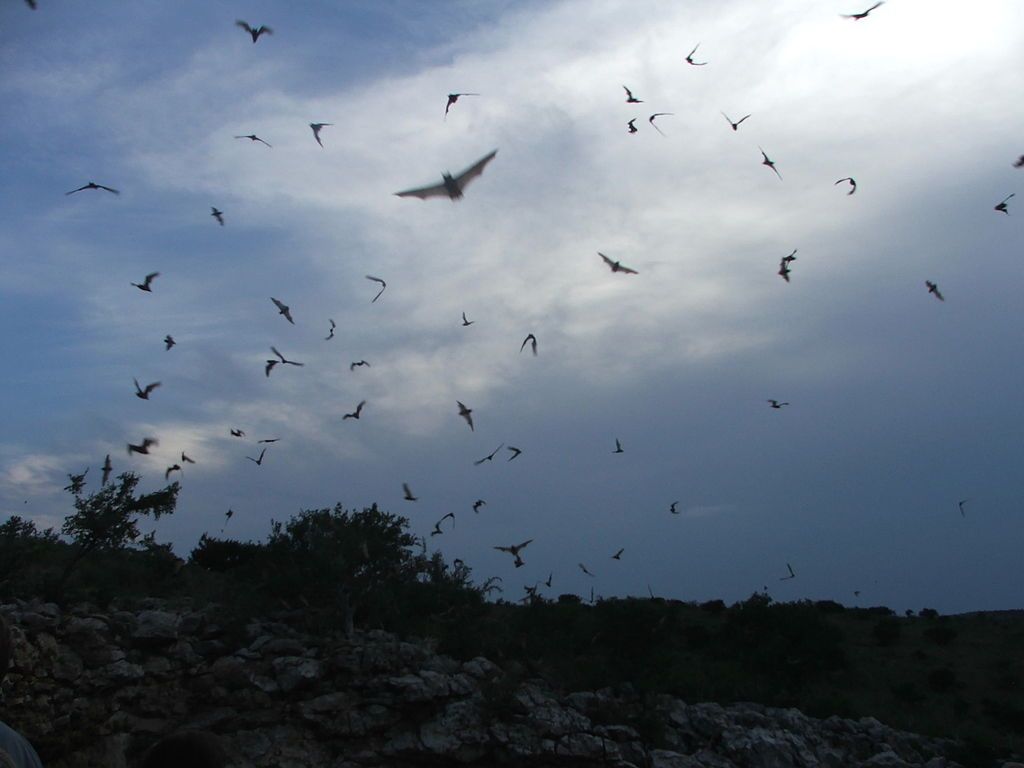 Bats flying out the Frio bat cave.