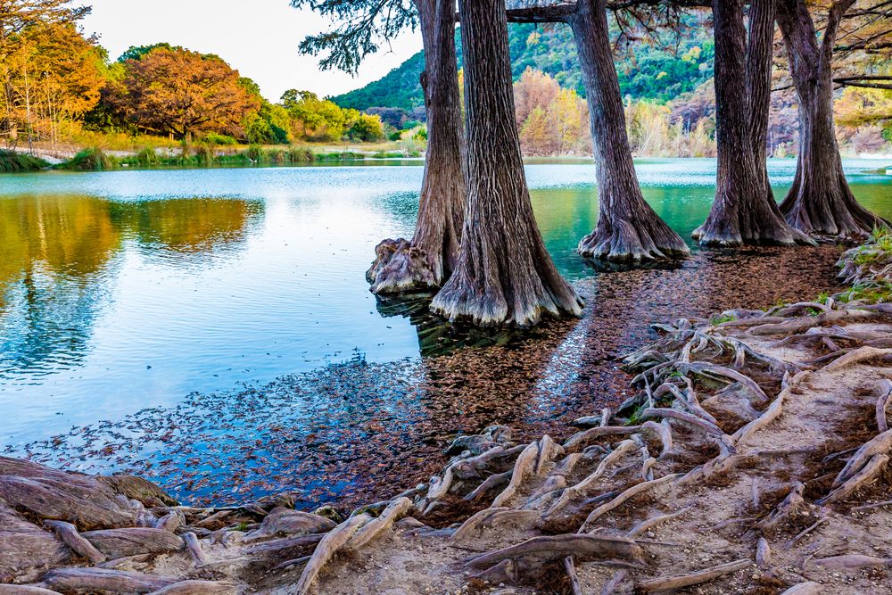 Cypress trees and their roots near the water at Garner State Park.