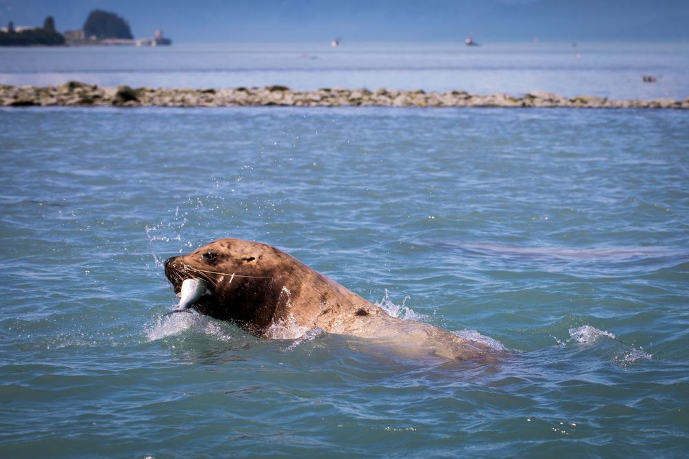 A sea lion hunting for fish at Solomon Gulch Hatchery