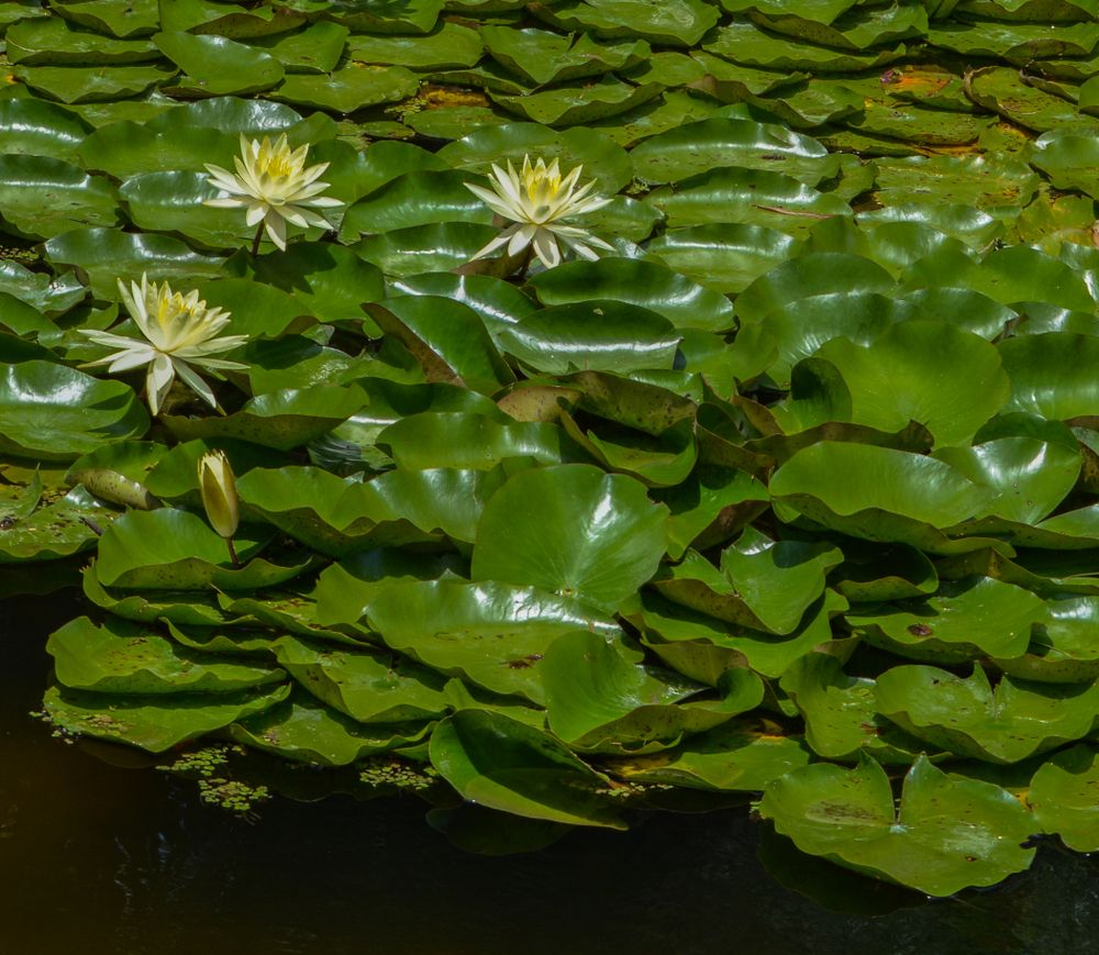 Waterlilies at McKee Botanical Garden