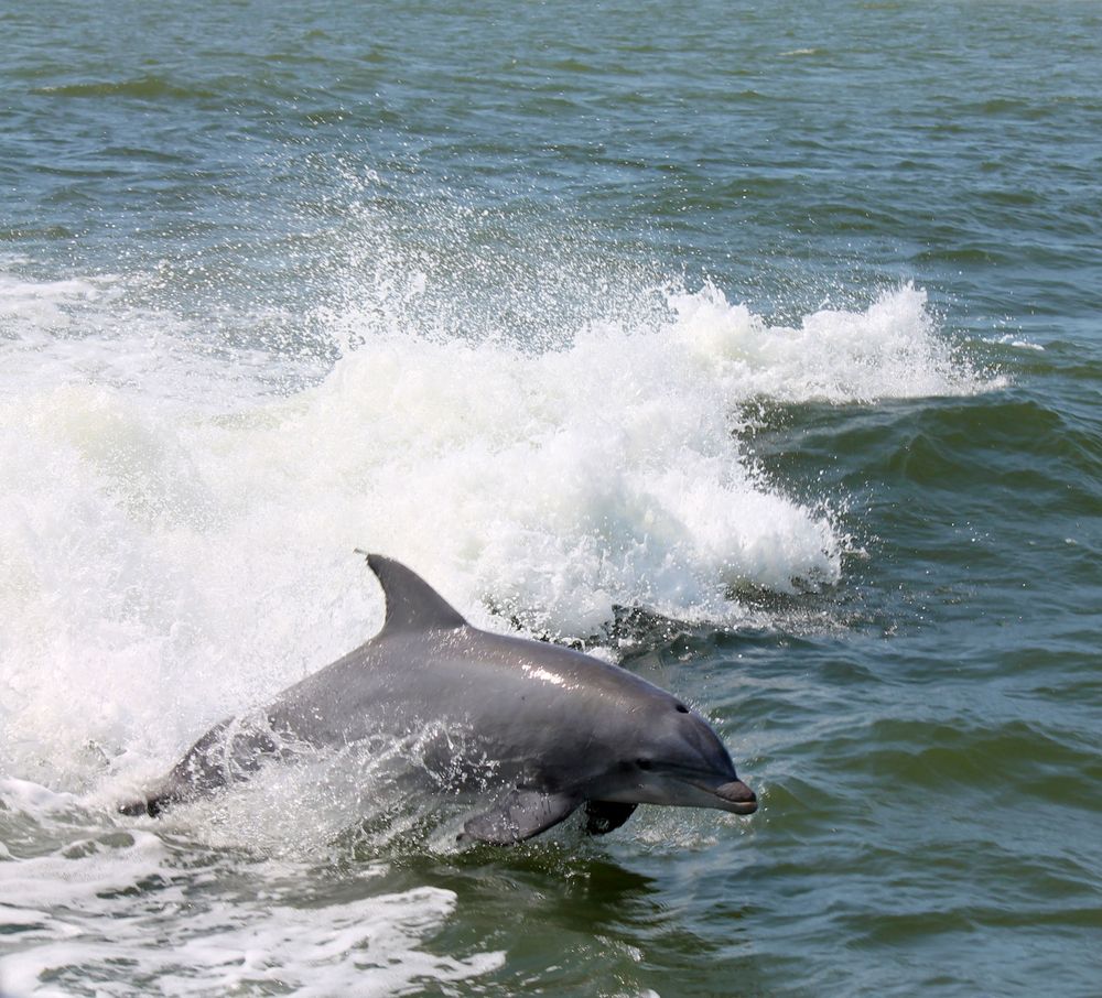 View of a dolphin from Rudee Tours