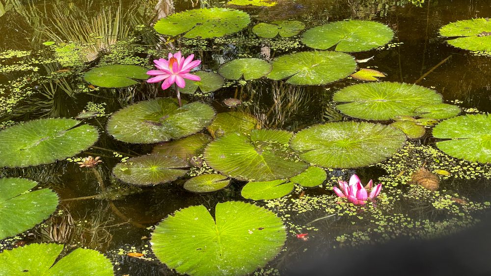 Lily pads at McKee Botanical Gardens