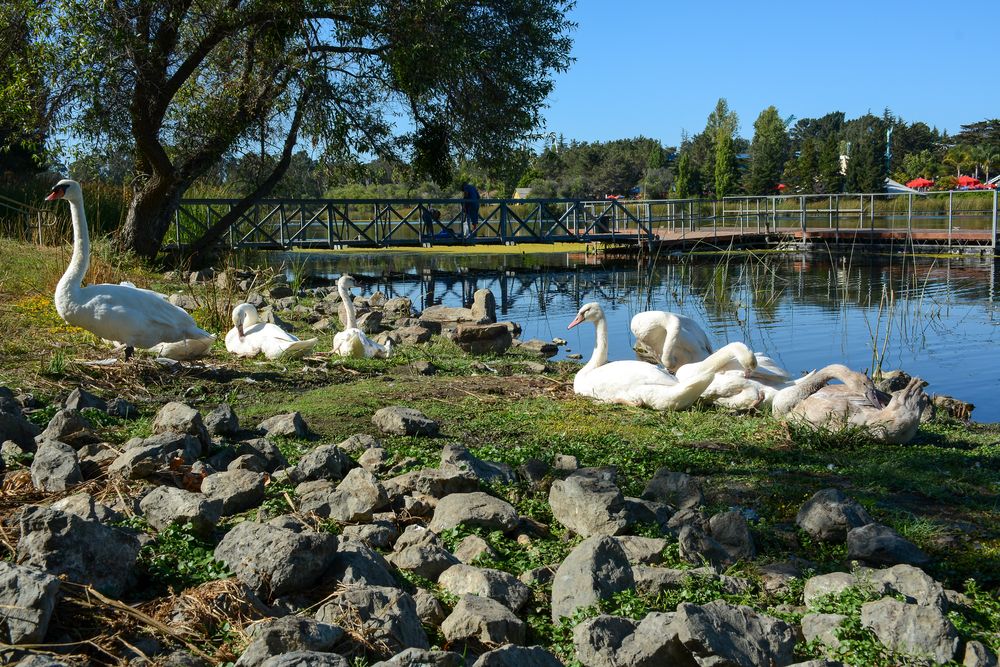 Swans beside a lake at Dan Foley Park
