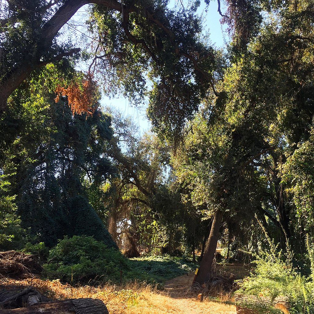 Nature trail at Kaweah Oaks Preserve