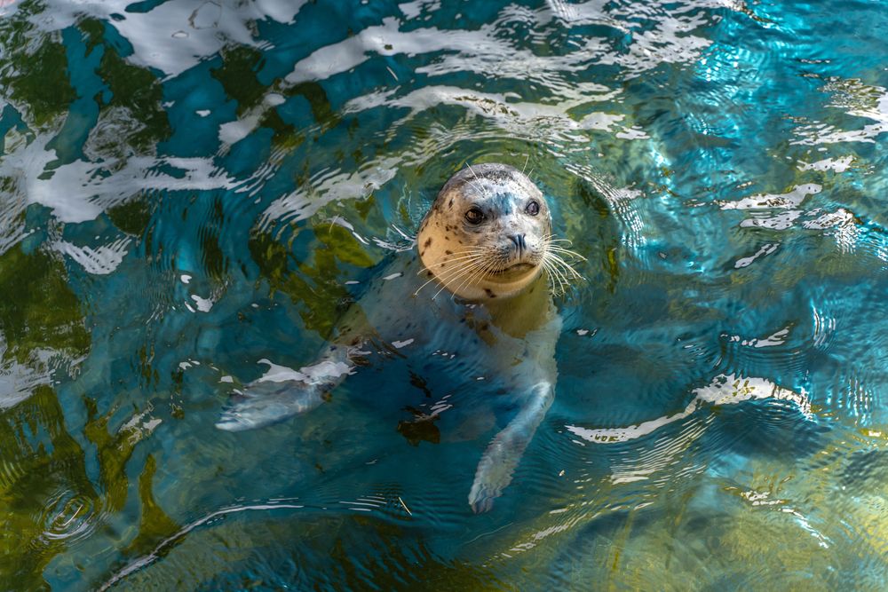 Swimming seal at Six Flags Discovery Kingdom