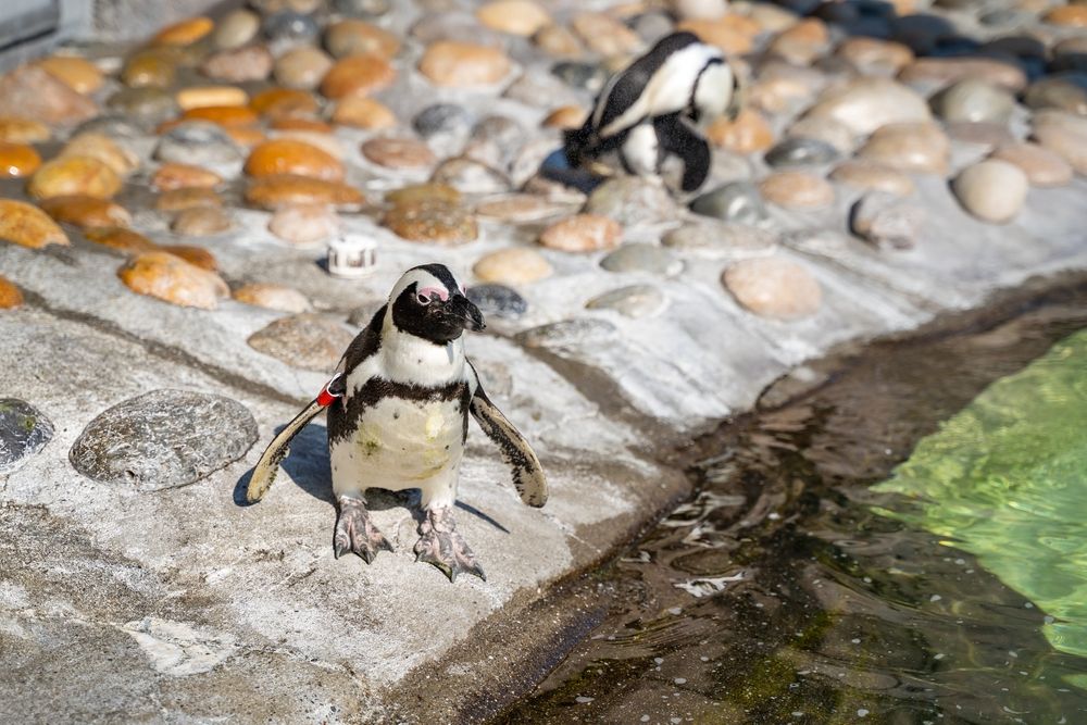 Cute penguins at Six Flags Discovery Kingdom