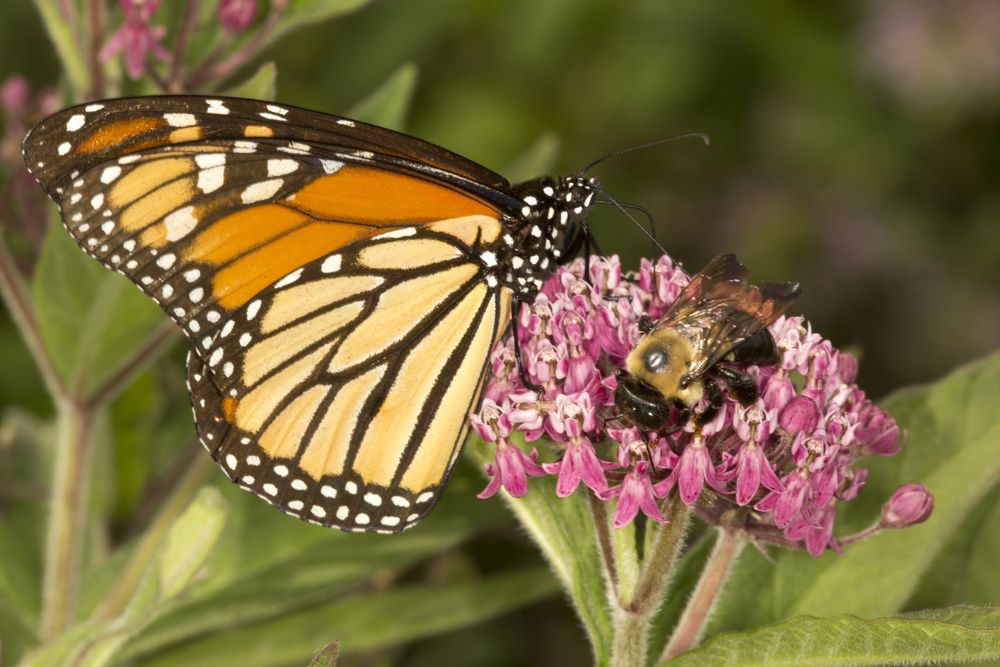 Butterly on a flower at Belding Wildlife Management Area