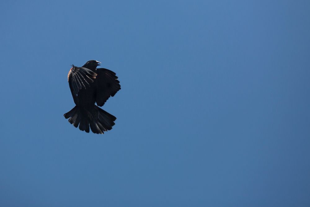 Redwing blackbird at Belding Wildlife Management Area