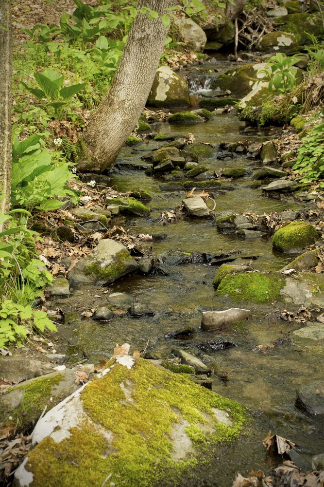 Brook at Valley Falls Park