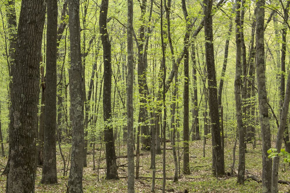 Trees at Valley Falls Park
