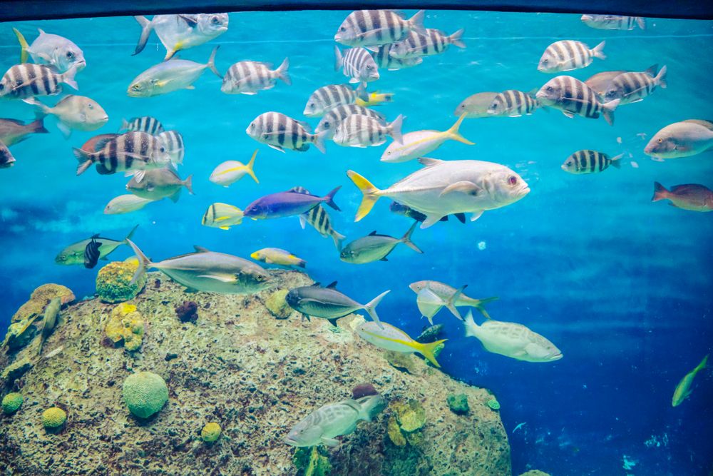 Gigantic tank of Acuario de Veracruz full of fish