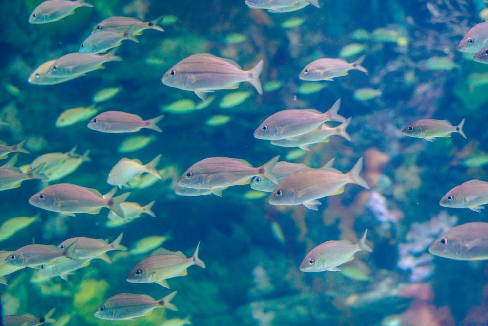 Fish swimming inside the Acuario de Veracruz's giant tank